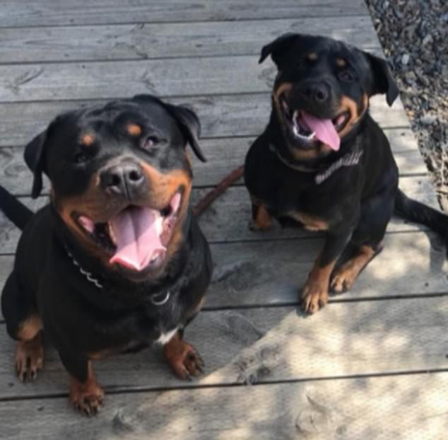 Piil's oldest dog, Bronx, was shot by the police during the attack, while her youngest, Harlem, was euthanized (Harlem and Bronx in the picture)