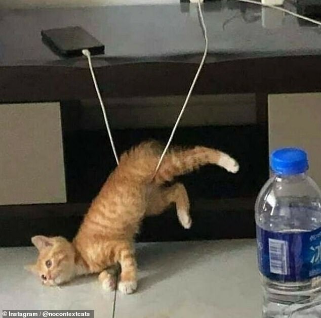 This ginger cat, believed to be from Asia, got caught in a charging cable and decided to just accept his fate