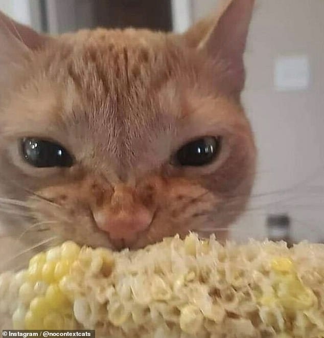 An angry-looking ginger cat looks defensive over his corn on the cob and pulls a face as his owner snaps a photo