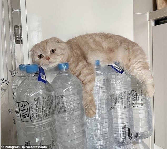 This Scottish Fold cat, believed to be from Korea, looks terrified as it is wedged between the wall and several bottles of water