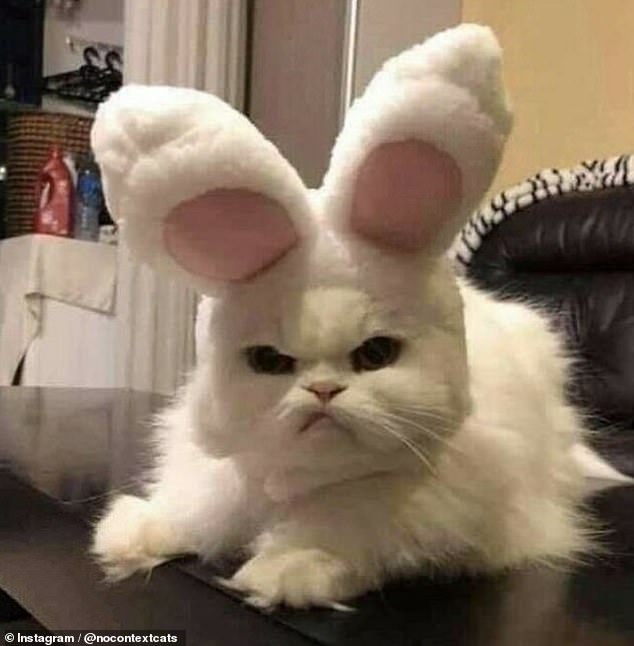 You are not amused! A pet owner put bunny ears on their kitten and it wasn't happy about it