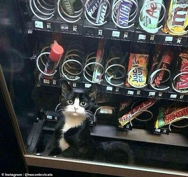 are you kidding me This greedy young cat, believed to be from Canada, was caught in the vending machine while trying to get a snack