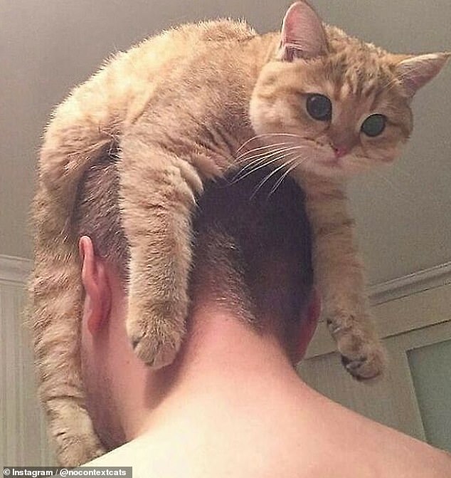 This ginger cat thought that a comfortable place to sit down would be on his owner's head
