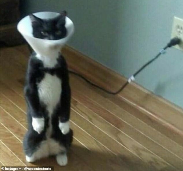 This cat, believed to be from the US, looks like it attached itself to the wall and became a lampshade