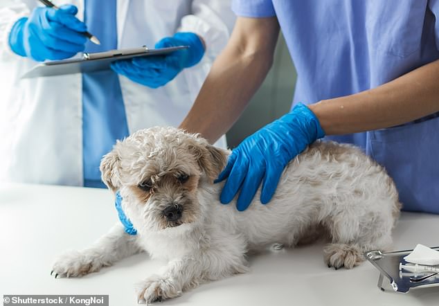 The Competition and Markets Authority (CMA) has raised concerns that consumers in the veterinary sector may be paying too much for their pets' medicines