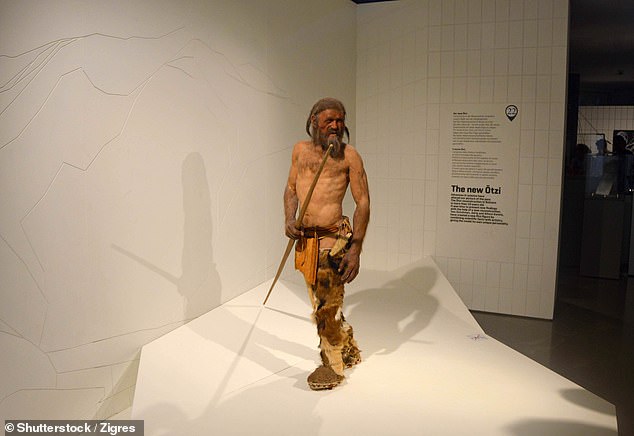 Reproduction of Oetzi the Similaun Man at the South Tyrolean Archeology Museum in Bolzano, South Tyrol, Italy