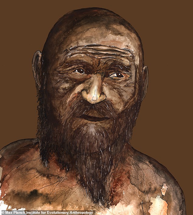 In addition to this discovery, researchers discovered that Ötzi was descended from the first farmers who emigrated from Anatolia. Pictured is an artist's impression of what experts believe he looked like.