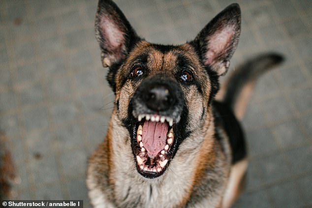 A German Shepherd bit the left side of his face, causing a gash on his forehead