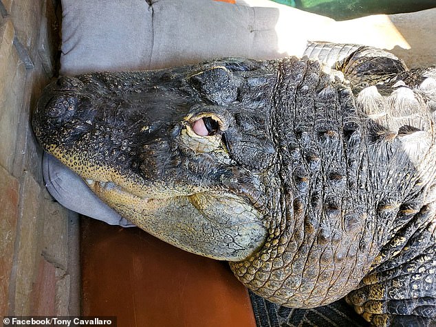 The alligator's health was deteriorating. It developed blindness in both eyes and spinal cord complications