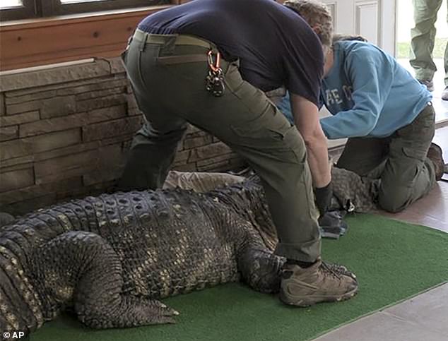 The 30-year-old alligator has been committed to the care of a licensed professional until such date as a permanent home is found