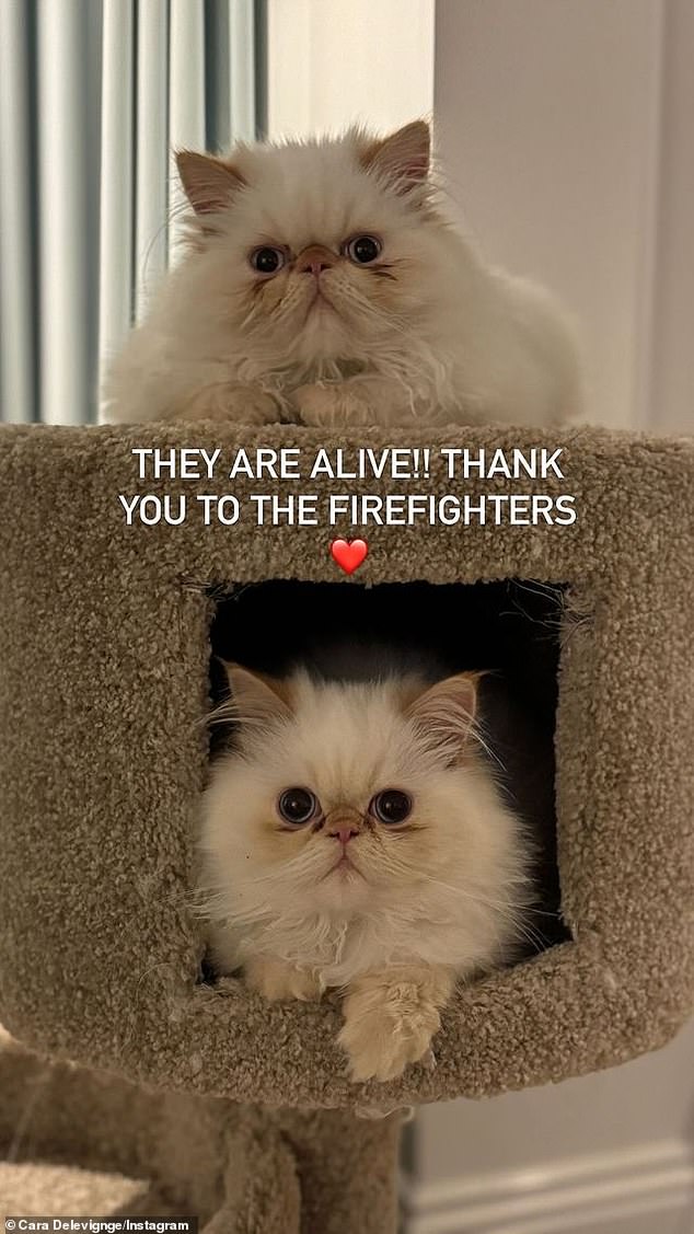Cara then revealed the happy news that her cats were rescued by firefighters