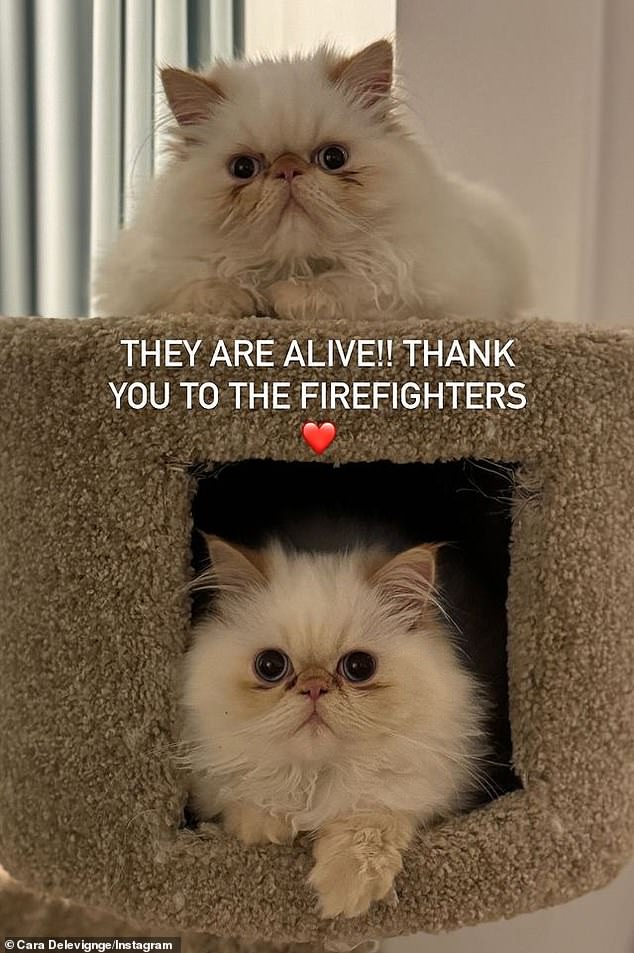 However, she later took to her Instagram again to reveal the relieved and positive update that her cats had been rescued