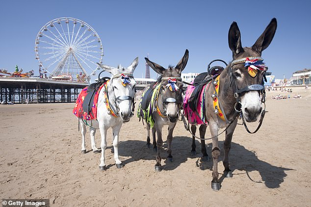 Donkeys on the beach near the central pier on Blackpool Beach in Blackpool