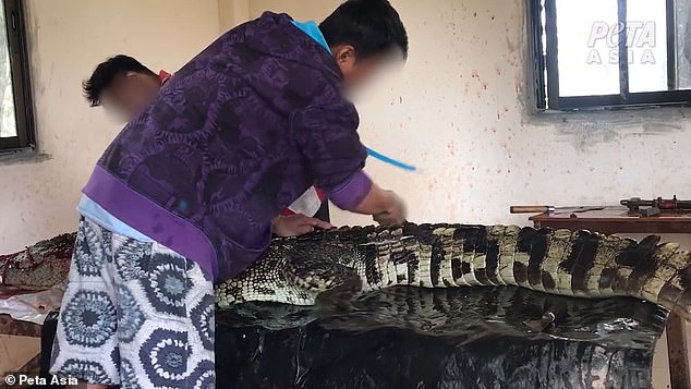 Investigators also visited the crocodile farm which supplied the Caravel and saw how workers tried to kill the animals with a 'neck stab' to sever their spinal cords