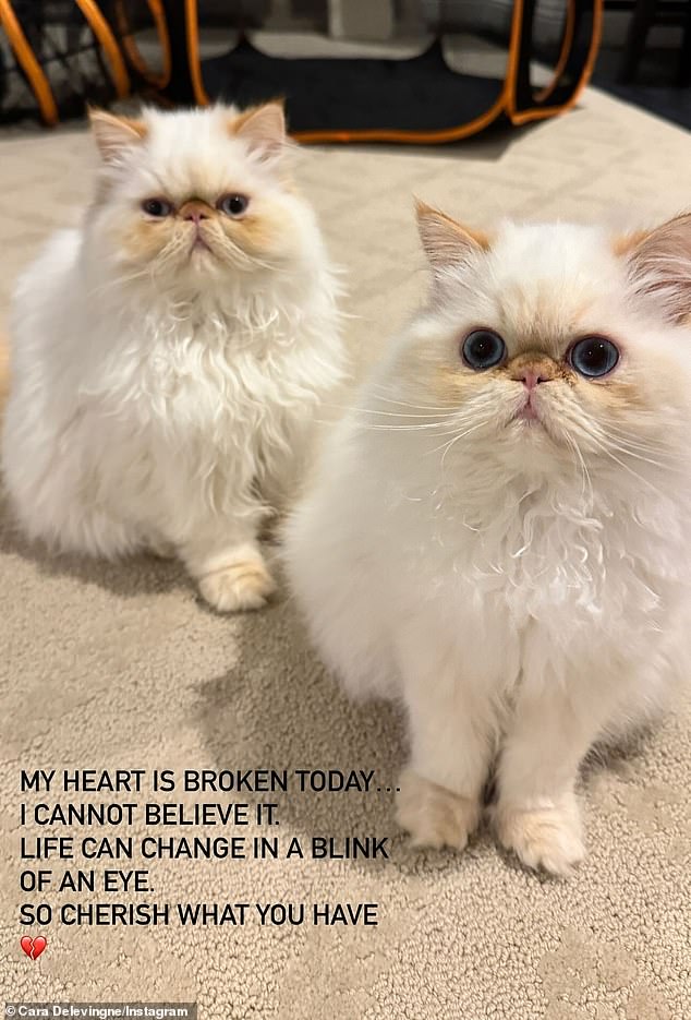 After hearing the news of the fire on Friday morning, Cara took to her Instagram stories to share a photo of her two cats and expressed how 'heartbroken' she was