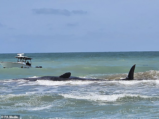 Harsh conditions made the animal difficult to reach and hampered rescue efforts, leaving members of the public to watch as the whale became increasingly concerned