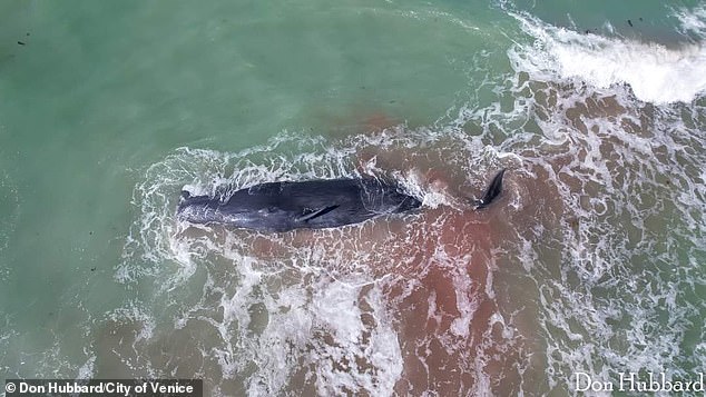 On May 10, a sperm whale was found dead after stranding itself on a sandbar along a Florida beach when strong waves halted rescue efforts.  The red tint in the water is not blood, but ink, according to officials