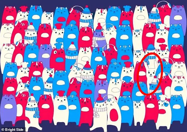The rabbit is visible on the right side of the tricky puzzle, hidden under a sea of ​​cats.
