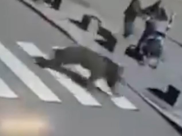 In one clip, the bear was seen running through a pedestrian crossing as people ran for their lives.