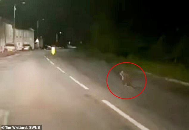 1710775037 531 Bizarre moment a WALLABY bounces along a main road in