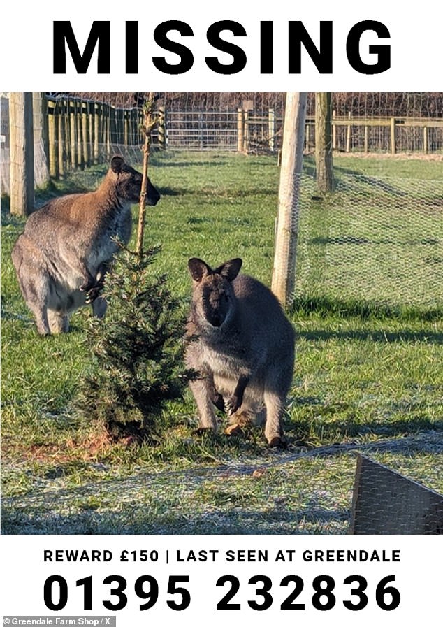 In January, another wallaby, named Wes the Wallaby, in Devon made headlines after he was reported missing from his home in Greendale Farm Shop, near Exeter.  The farm store offered £150 worth of vouchers to anyone who found them.