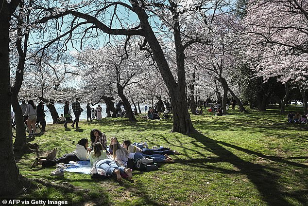 As of Sunday, 70 percent of the Yoshino cherry trees along the National Mall and Tidal Basin had opened their flowers.