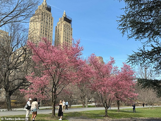 Cherry blossom season is also underway in New York, where trees in Central Park have begun to bloom.
