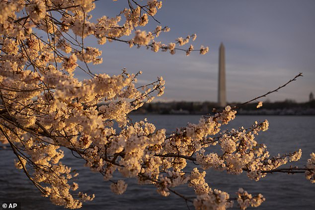 Early flowering also leaves trees vulnerable to sudden cold fronts that can decimate their numbers. About half of Yoshino's flowers in Washington DC were lost to a late frost in March 2017.