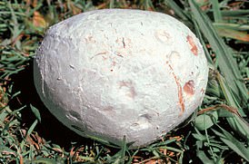 Calvatia gigantea, commonly known as giant puffball, is a colossal mushroom found in grasslands. Young puffballs have soft, clean white skin and firm flesh when cut.