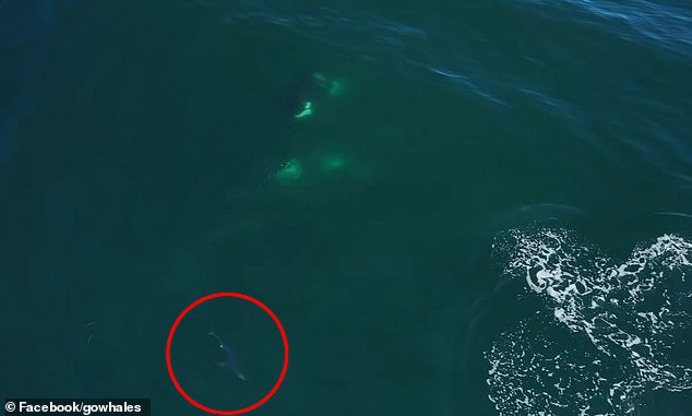 The shark quickly turned around and fled as the whales, nicknamed Louise's family, turned to take a closer look.