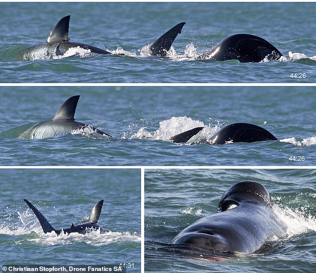 For the first time, a killer whale has been seen individually killing and consuming a great white shark – and did so in just two minutes off the coast of South Africa last month.