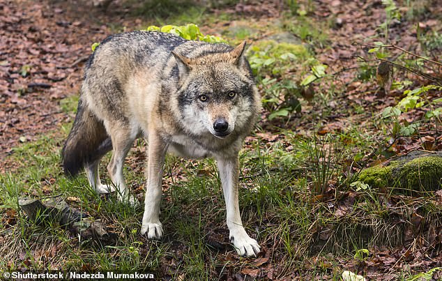 Europe is home to around 17,000 wolves in nine populations in 27 countries. In the photo here we see a wolf in the Czech Republic.