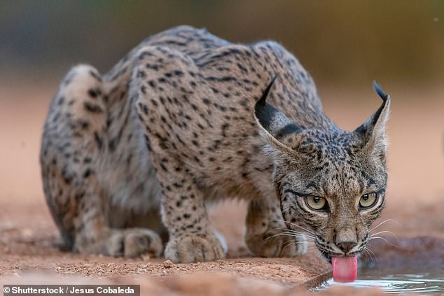 Between 8,000 and 9,000 lynx live in Europe. In the photo here we see an Iberian lynx in Spain.