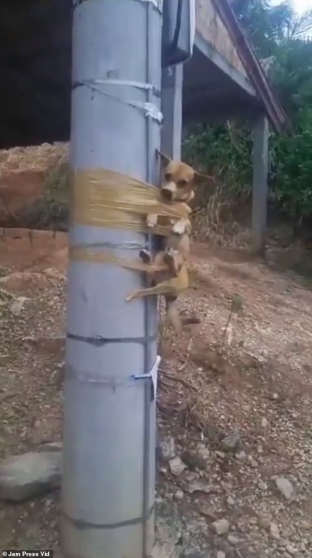 1710855319 744 Traumatized dog is duct taped to lamp post by twisted neighbor