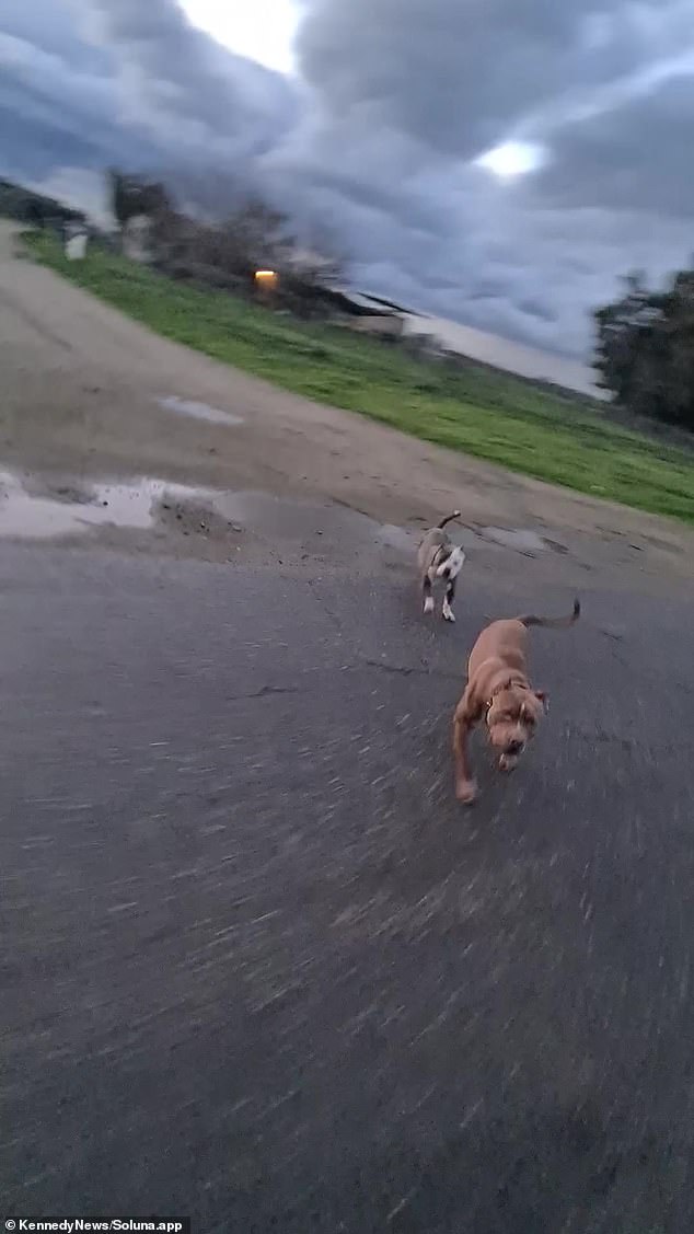 That's when the chase began as the two dogs ran out of a property and after the bike
