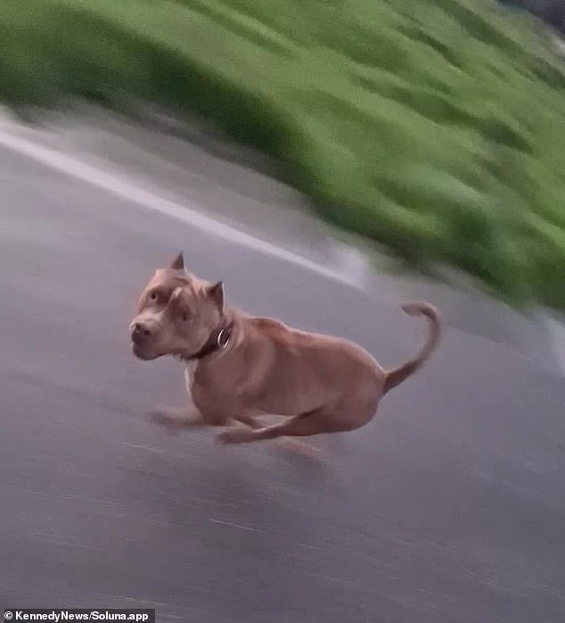 Pitbulls can reach speeds of 30 mph and this one seemed to be able to maintain that speed.
