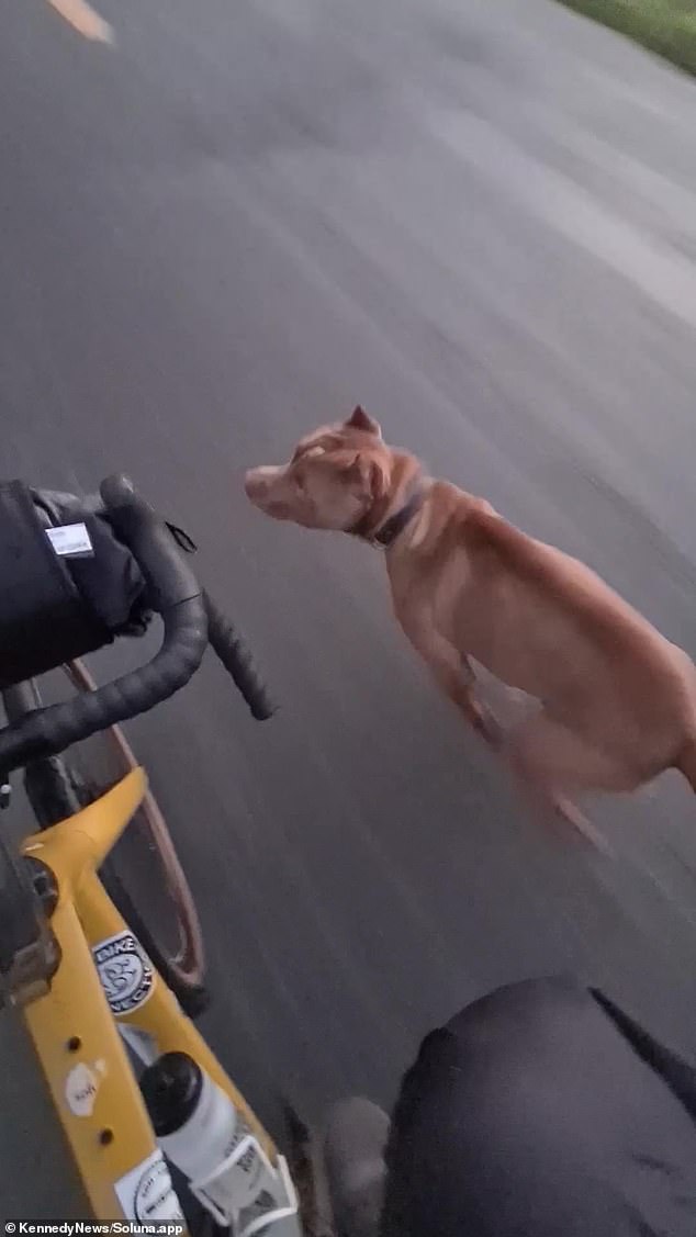 One of the dogs can be seen creepily approaching the front of his bike, trying to bite him.