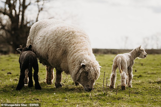 Sheep born of different colors from the same mother is a very rare phenomenon.