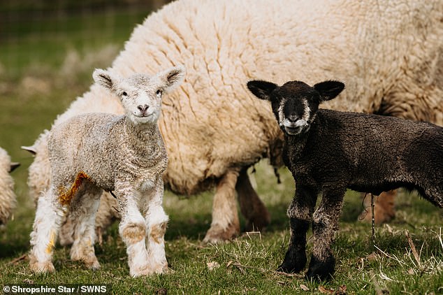 Rare black and white twin lambs born in Wem, Shropshire