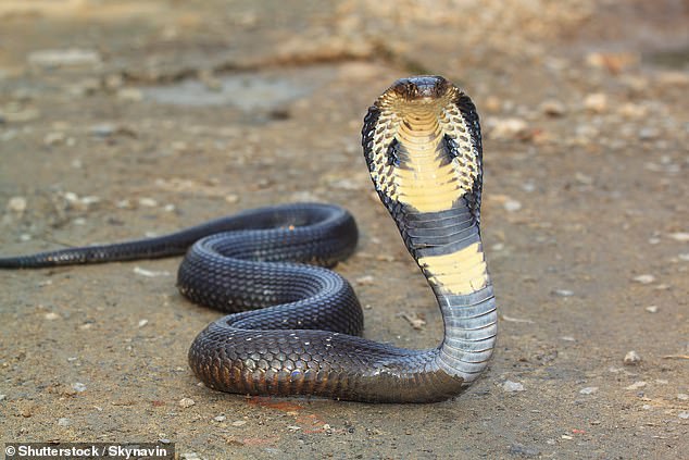 The venom extraction process can be incredibly harmful to the snakes themselves