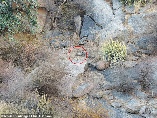The leopard was perched on a rock in the middle of the photo