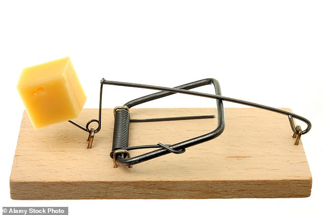 Best Bait: Don't bother using cheese in your traps, mice really prefer chocolate or peanut butter