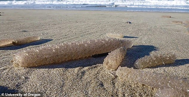 Pyrosomes wash up on the coasts of Oregon and northern California