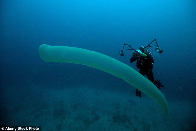 Pyrosomes can be up to 60 feet long and before 2014 had not been seen for 25 years