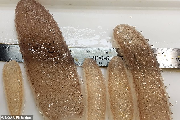 A new study has found that pyrosomes, also known as marine pickles, consume the majority of energy in the ocean off the west coast of the United States.