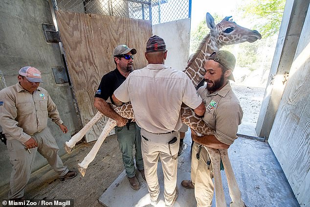 1710910937 156 Baby giraffe named Saba dies of a BROKEN NECK at
