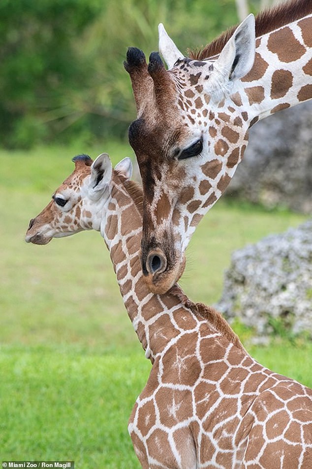 The zoo has seen more than 60 baby giraffes born, including eight by Saba's mother alone