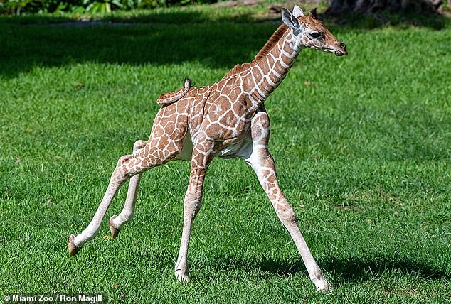 1710910937 995 Baby giraffe named Saba dies of a BROKEN NECK at