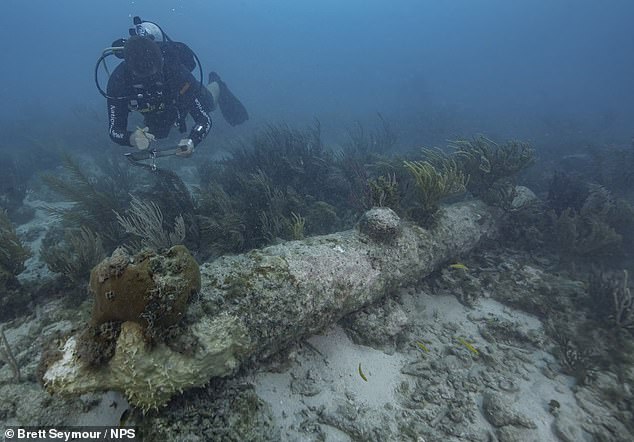 A National Park Service diver documents one of five coral-encrusted cannons found during a recent archaeological survey in Dry Tortugas National Park.