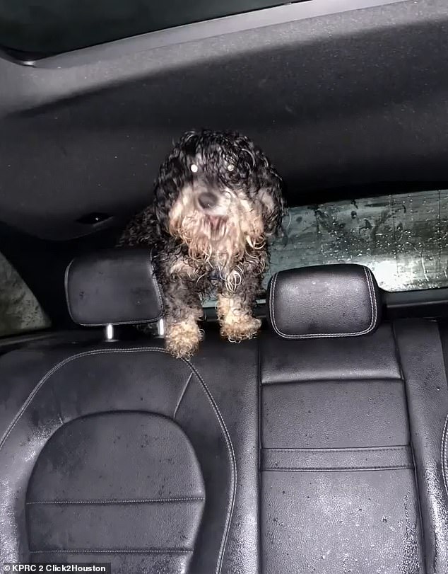 The little dog was soaked with matted fur